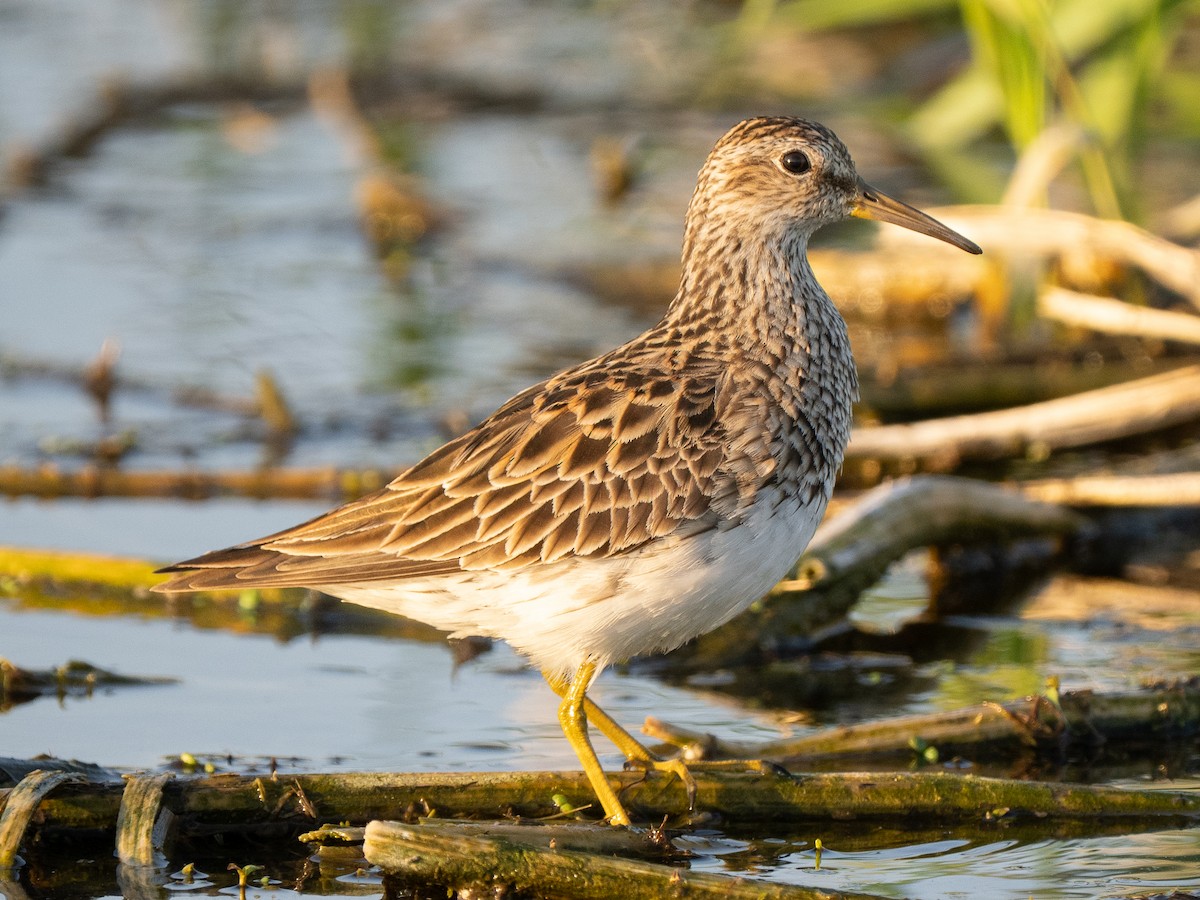 Pectoral Sandpiper - ML659424900