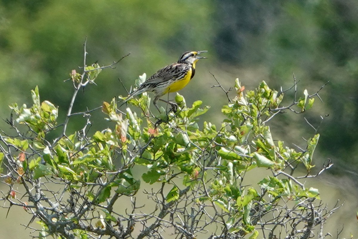 Eastern Meadowlark - ML659425513