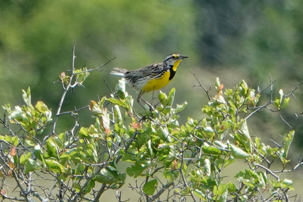 Eastern Meadowlark - ML659425514