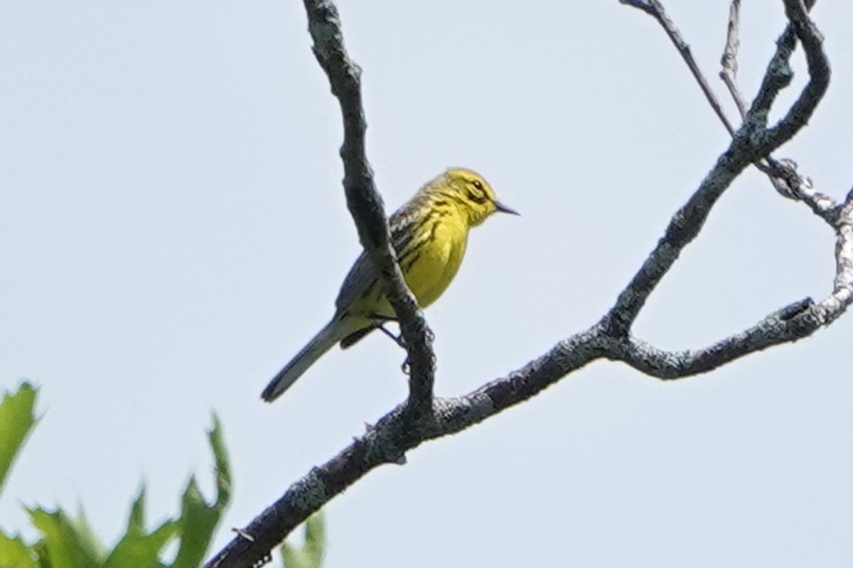 Prairie Warbler - ML659425632