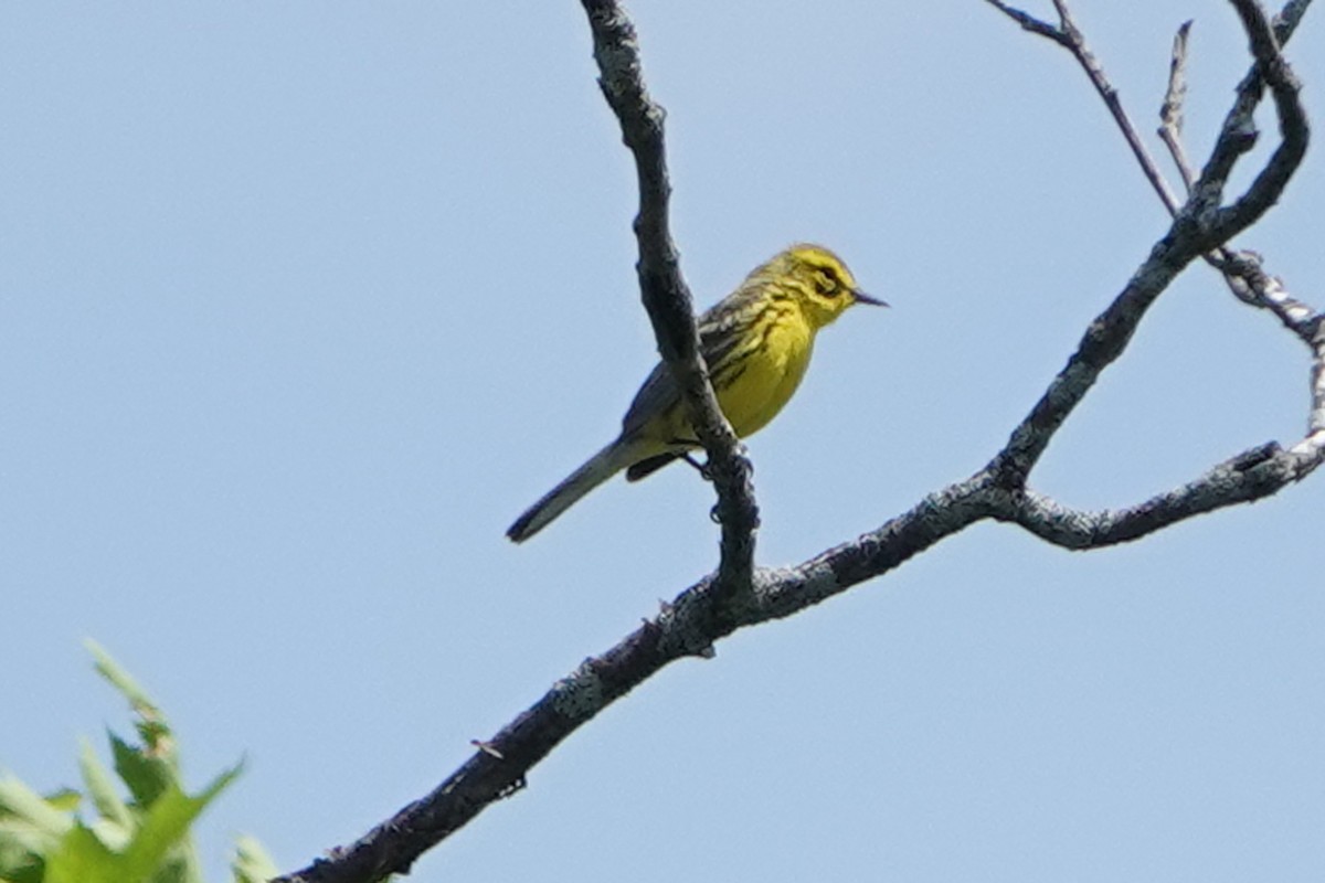 Prairie Warbler - ML659425633