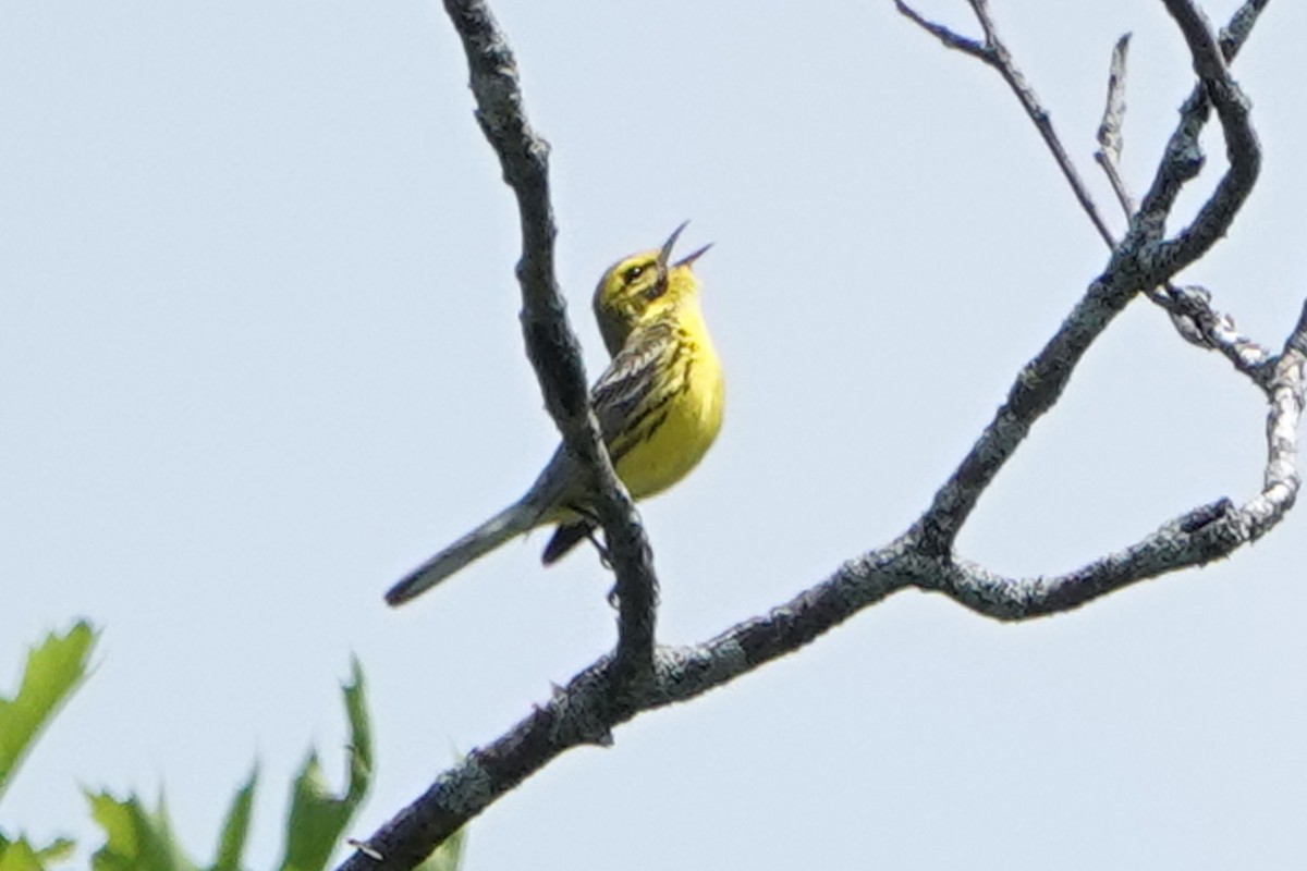 Prairie Warbler - ML659425634