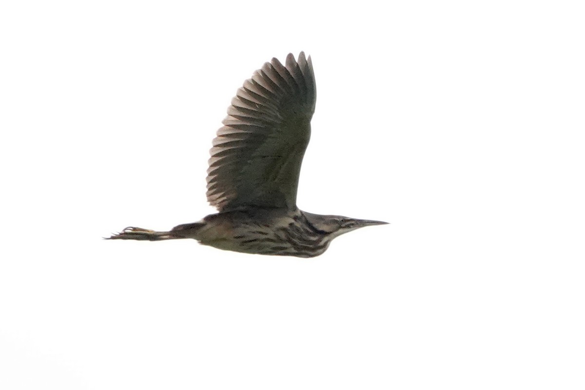 American Bittern - ML659425699