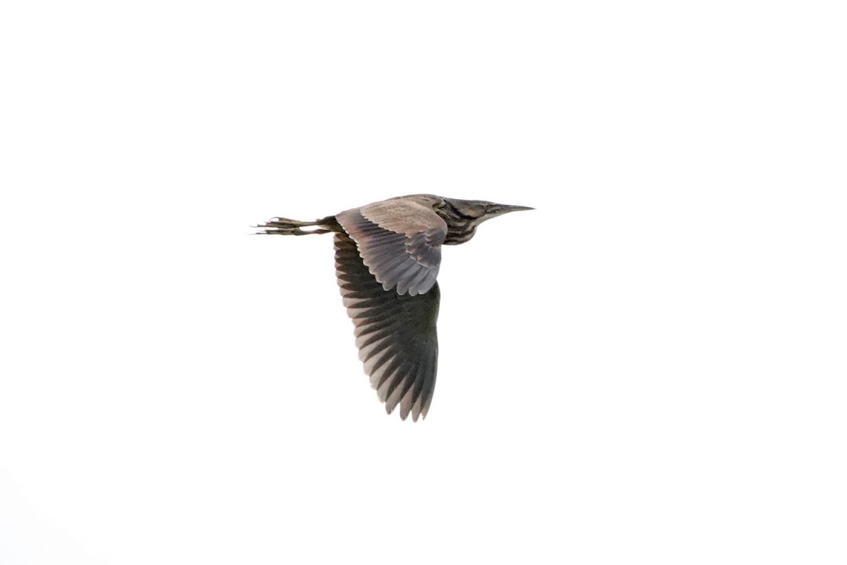 American Bittern - ML659425700