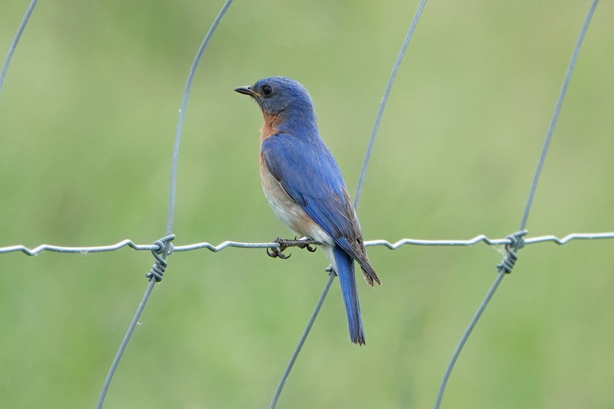 Eastern Bluebird - ML659425710