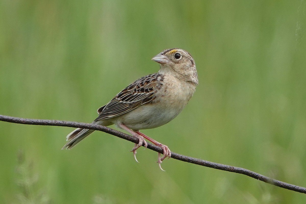Grasshopper Sparrow - ML659425721