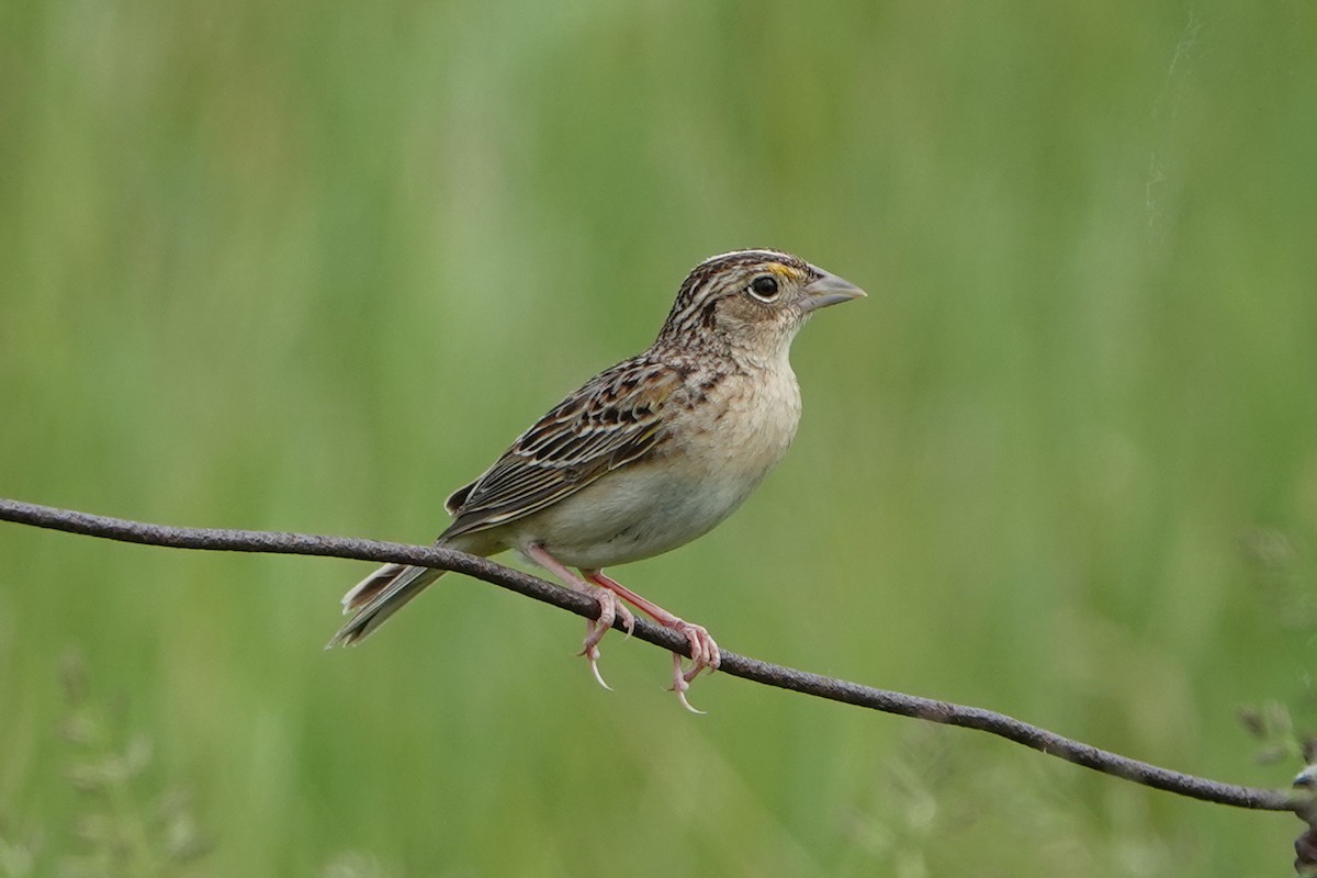 Grasshopper Sparrow - ML659425722