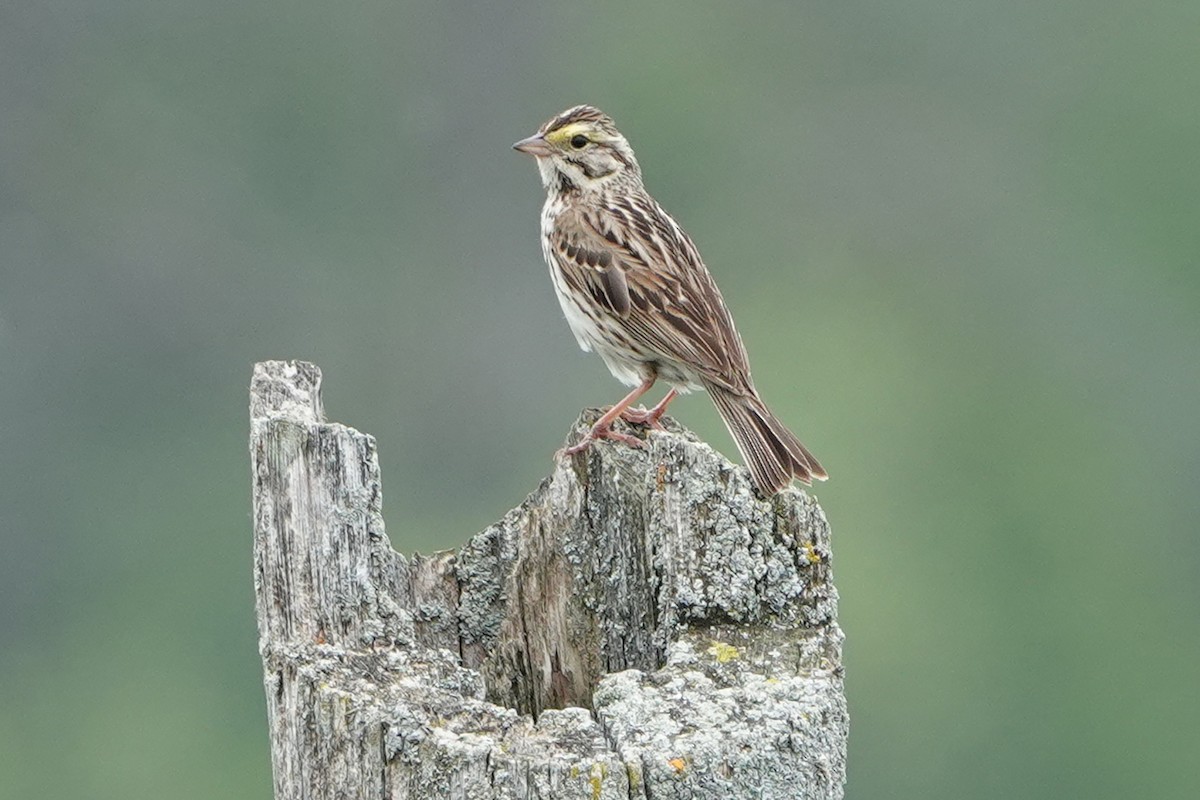 Song Sparrow - ML659425727