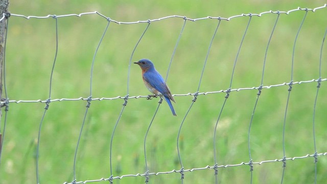 Eastern Bluebird - ML659425757