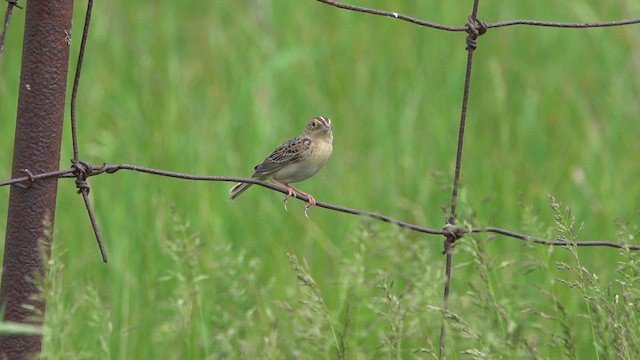Grasshopper Sparrow - ML659425767