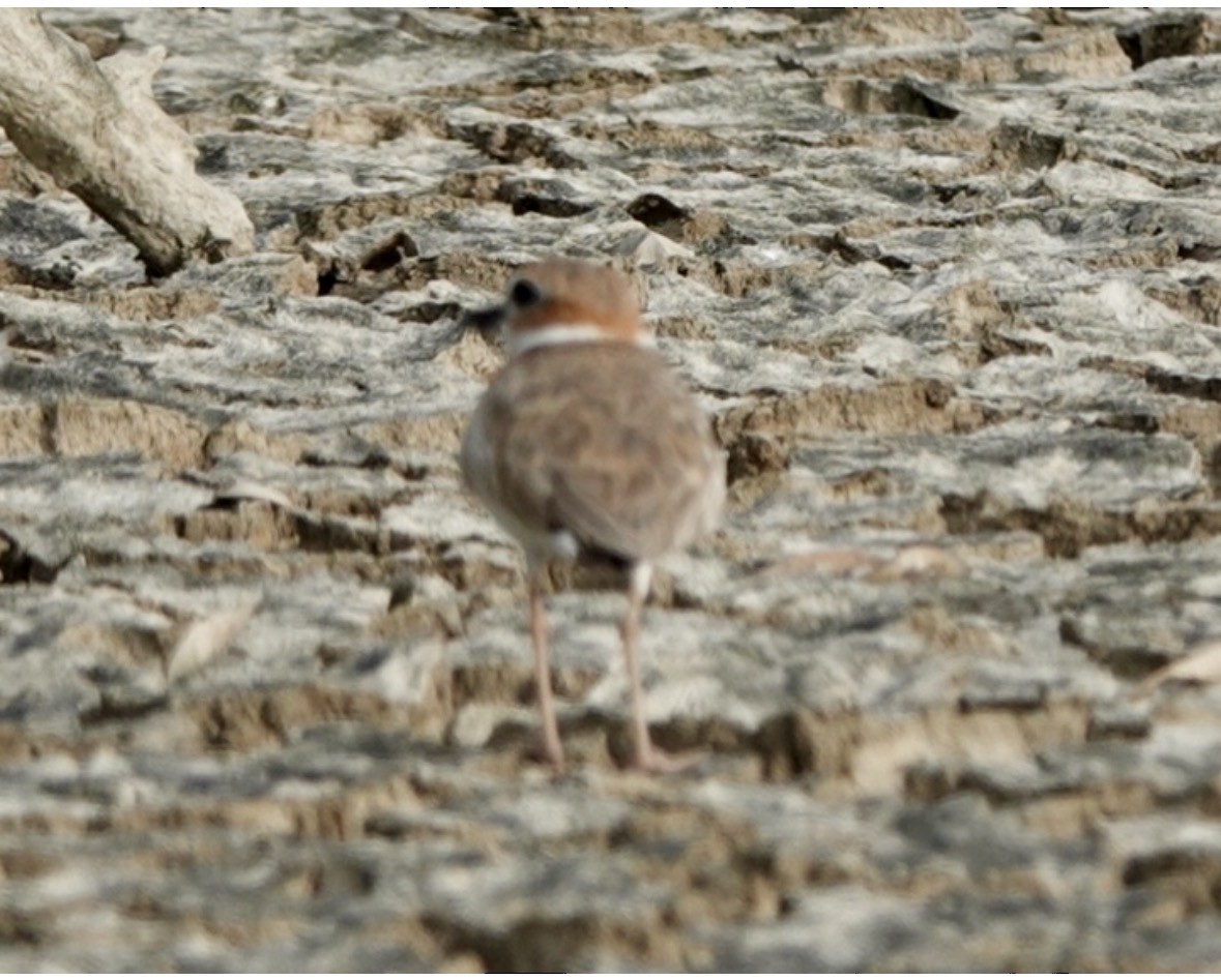 Wilson's Plover - ML659425849