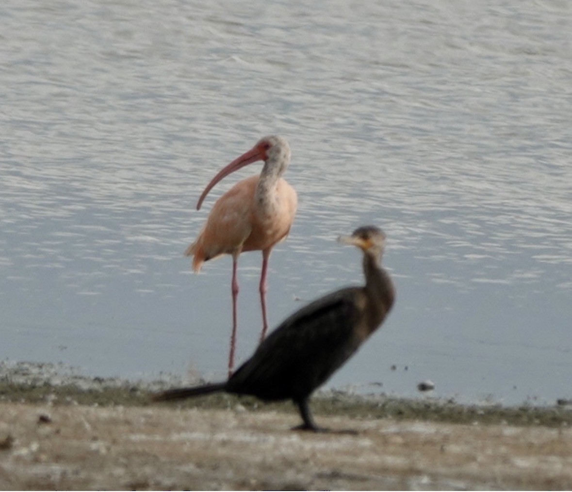 Neotropic Cormorant - ML659425873
