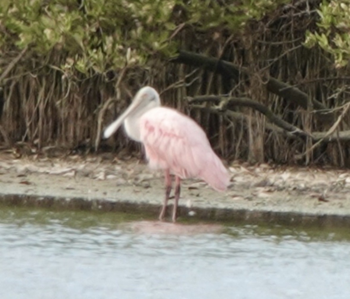 Roseate Spoonbill - ML659425921