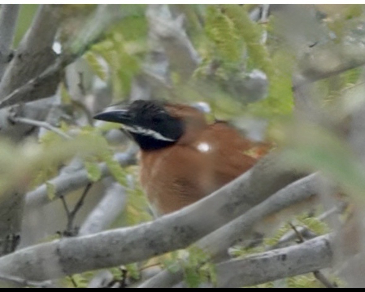 White-whiskered Spinetail - ML659426322