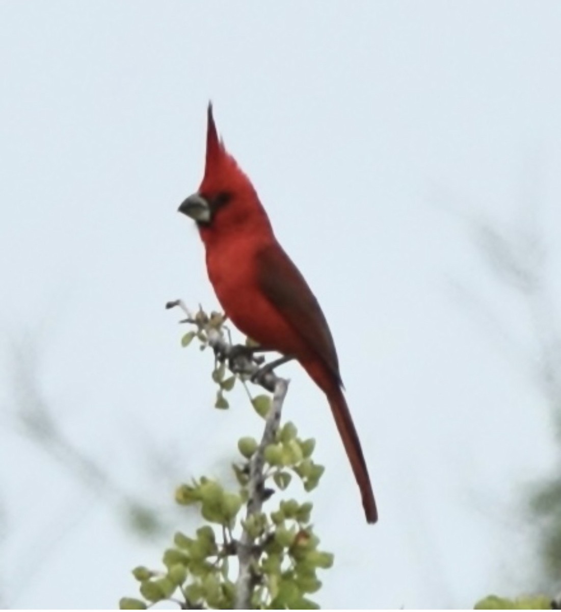 Vermilion Cardinal - ML659426404