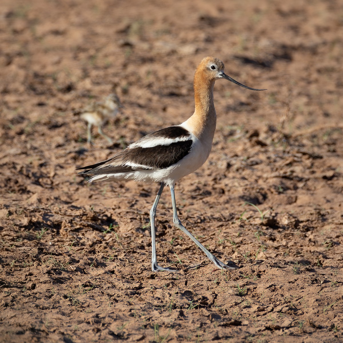 American Avocet - ML659426682