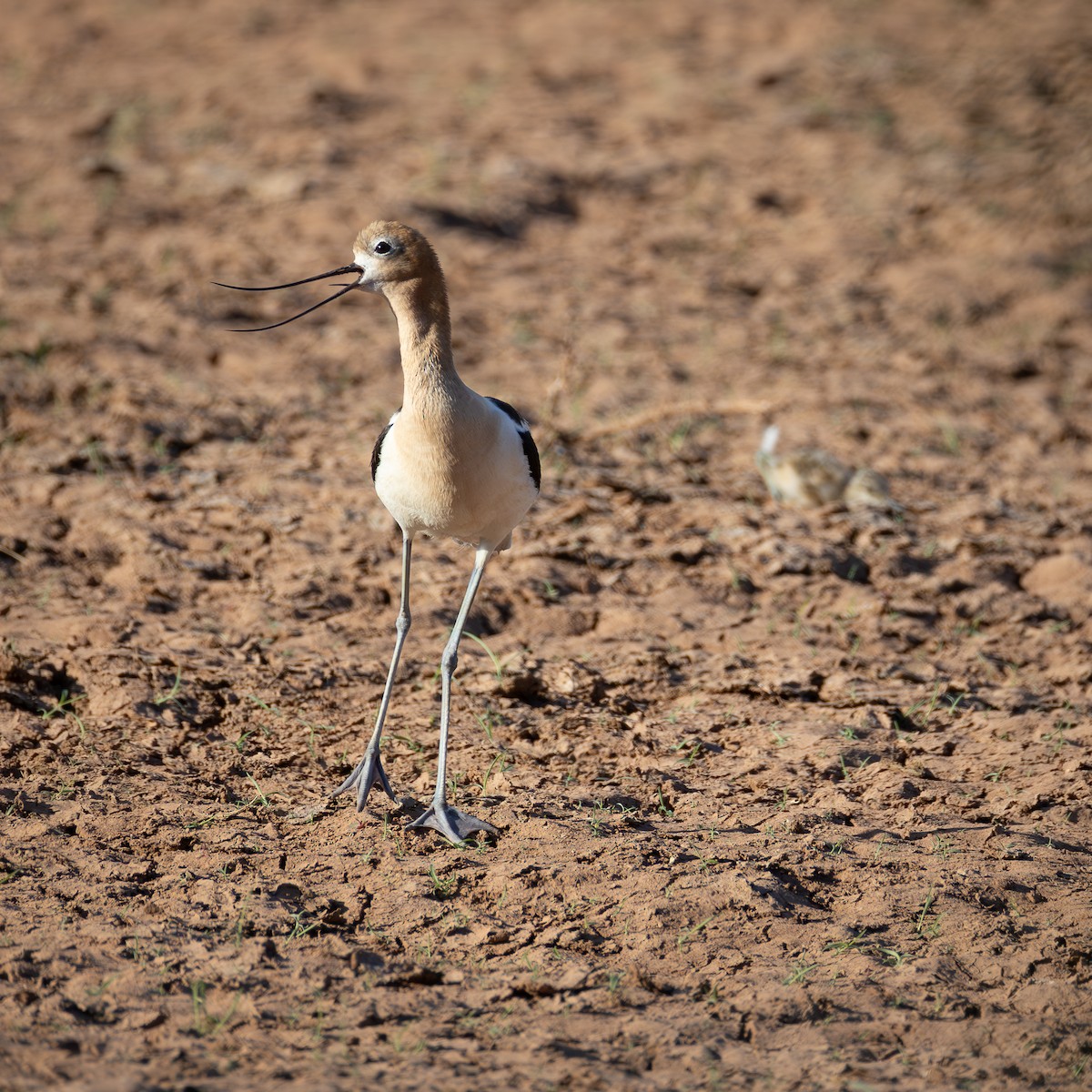 American Avocet - ML659426689