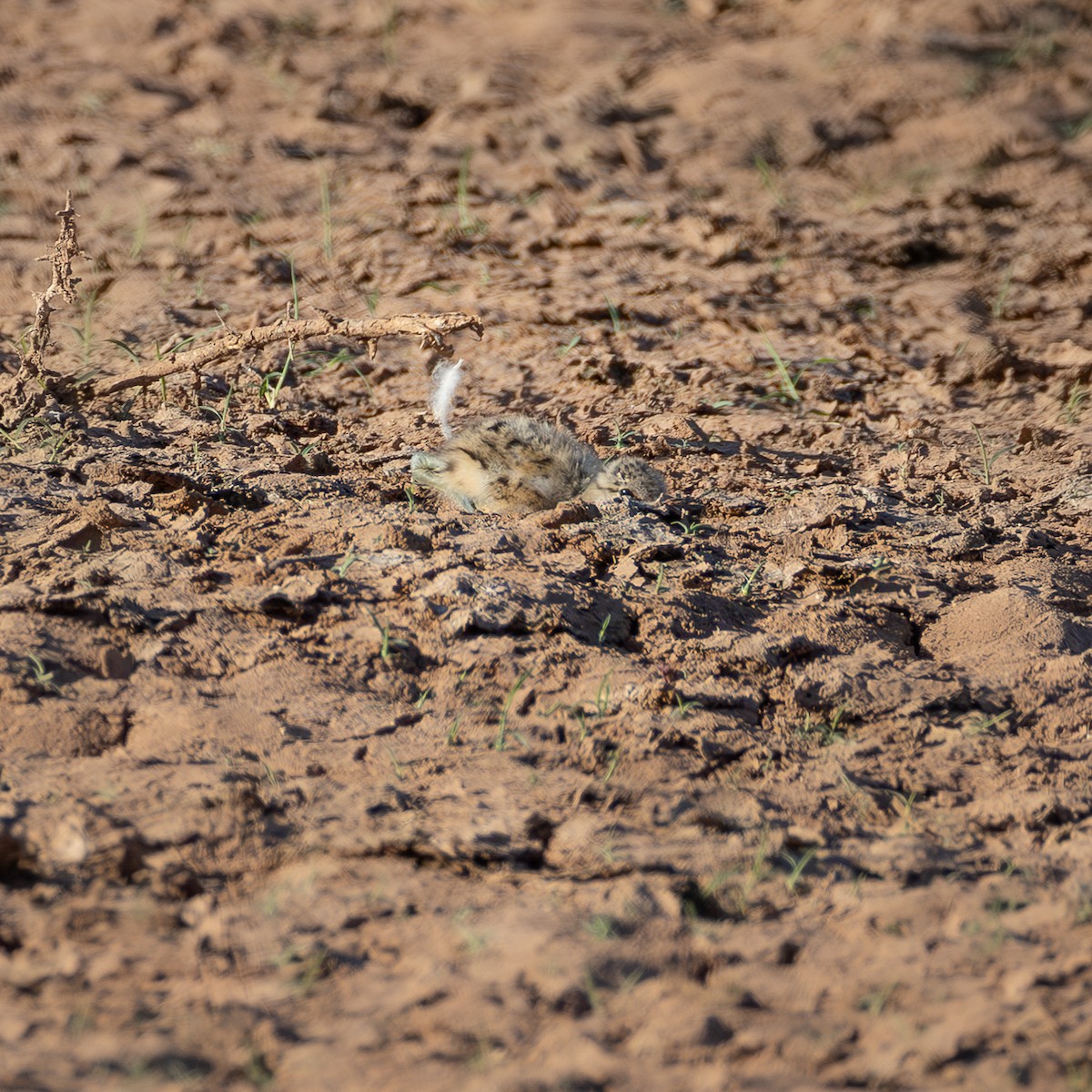American Avocet - ML659426690