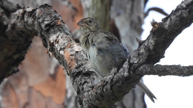 Bachman's Sparrow - ML659426969