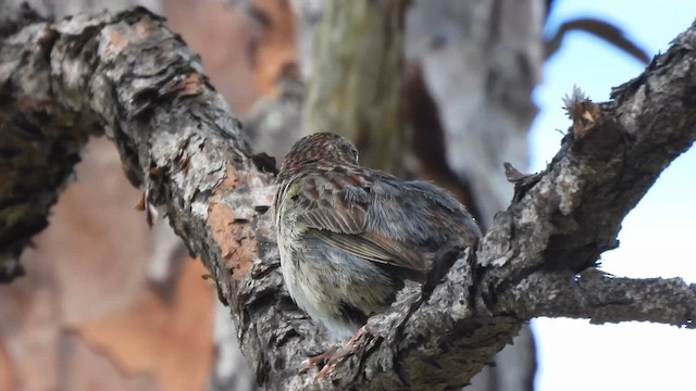 Bachman's Sparrow - ML659426971