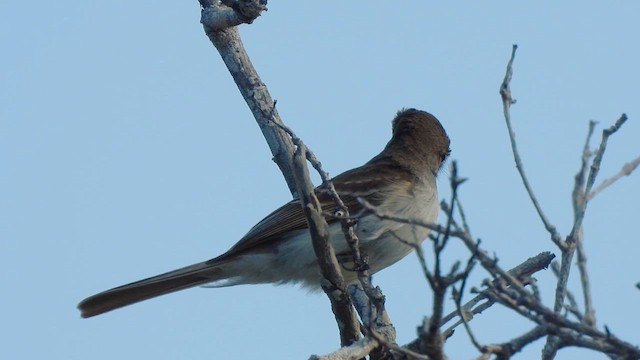 La Sagra's Flycatcher - ML659426984