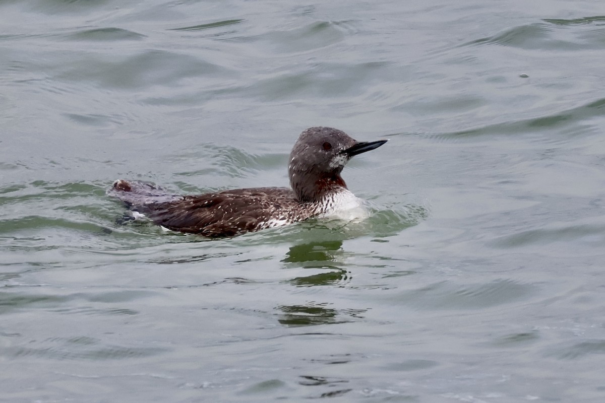 Red-throated Loon - ML659427070