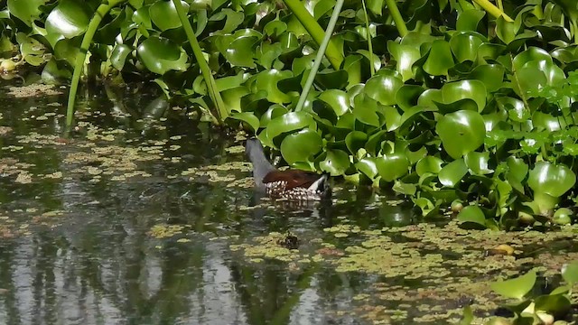 Spot-flanked Gallinule - ML659427202