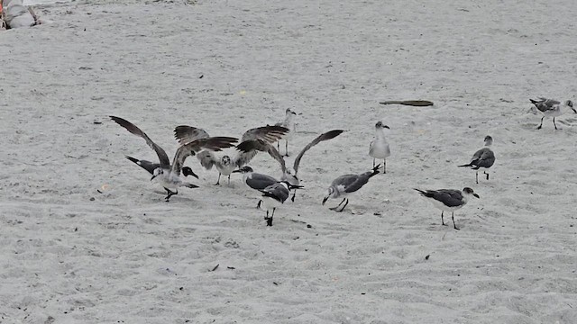 Laughing Gull - ML659427287