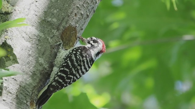 Nuttall's Woodpecker - ML659427477