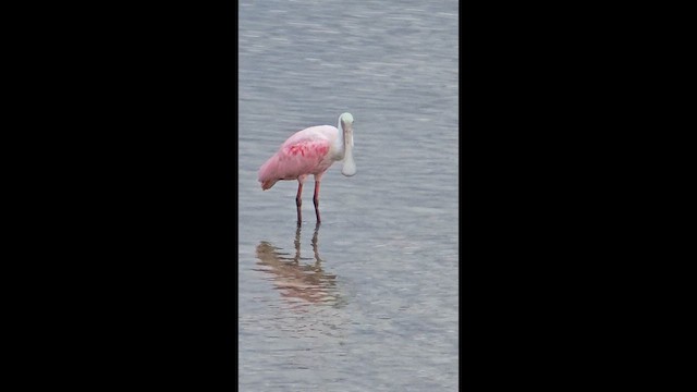 Roseate Spoonbill - ML659427491