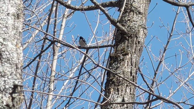 Black-throated Blue Warbler - ML659427499