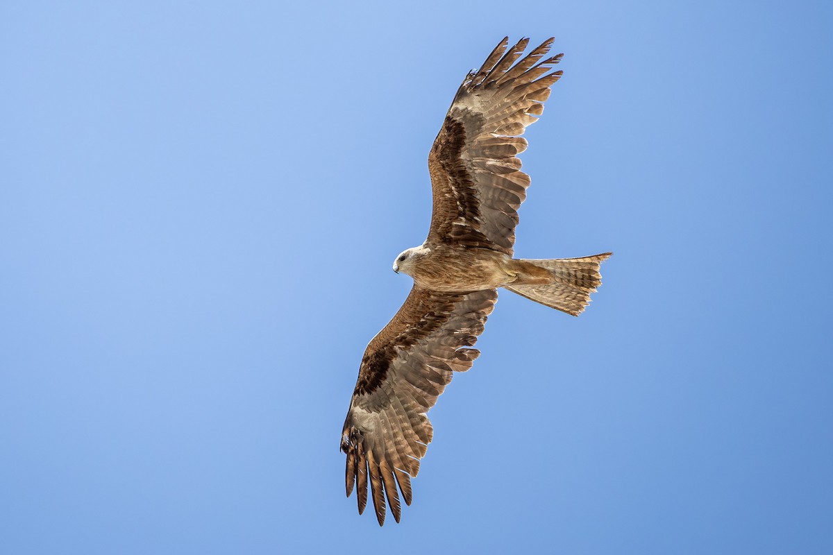 Black Kite (Black-eared) - ML659427561