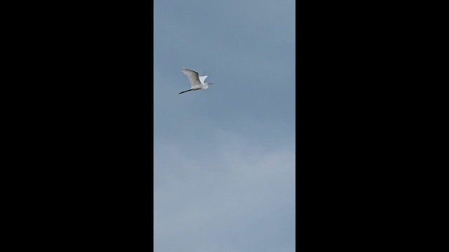 Snowy Egret - ML659427628