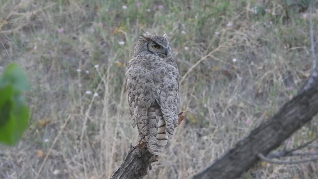 Great Horned Owl - ML659427687