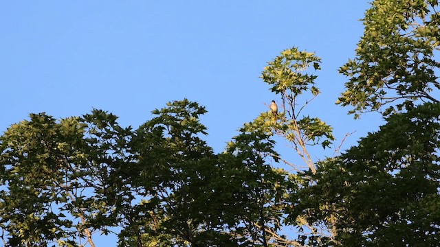 Eastern Phoebe - ML659427695