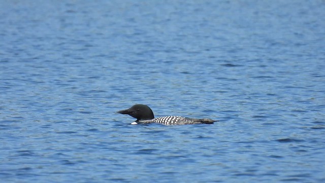 Common Loon - ML659427711