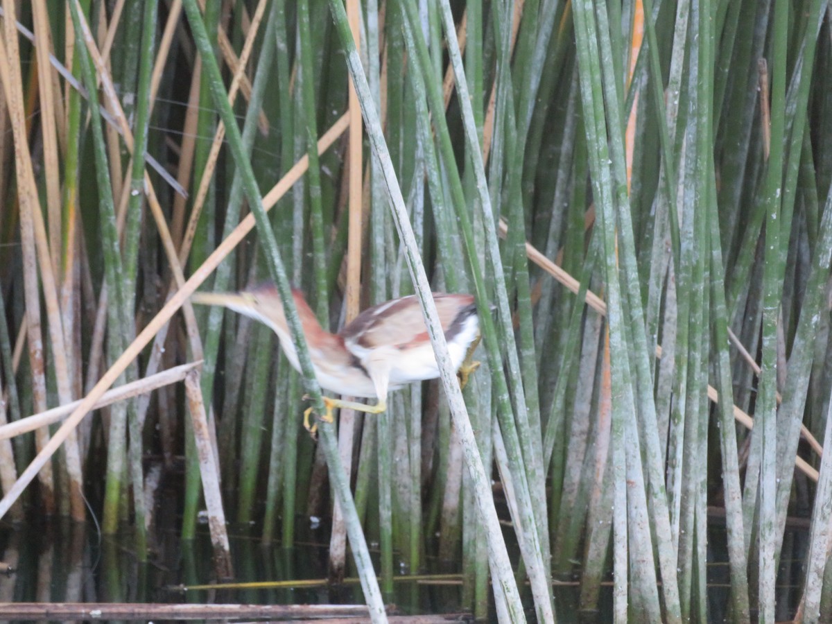 Least Bittern - ML659427751