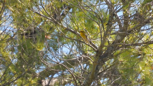 Pine Warbler - ML659427756
