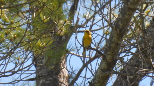 Pine Warbler - ML659427758