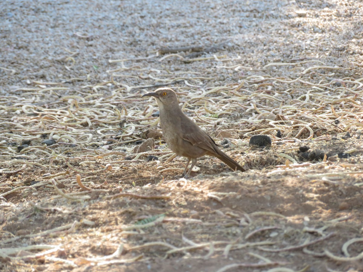 Curve-billed Thrasher - ML659427776