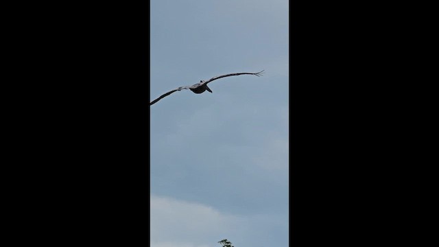 Brown Pelican - ML659427780