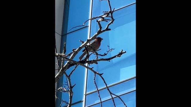 House Finch - ML659427790