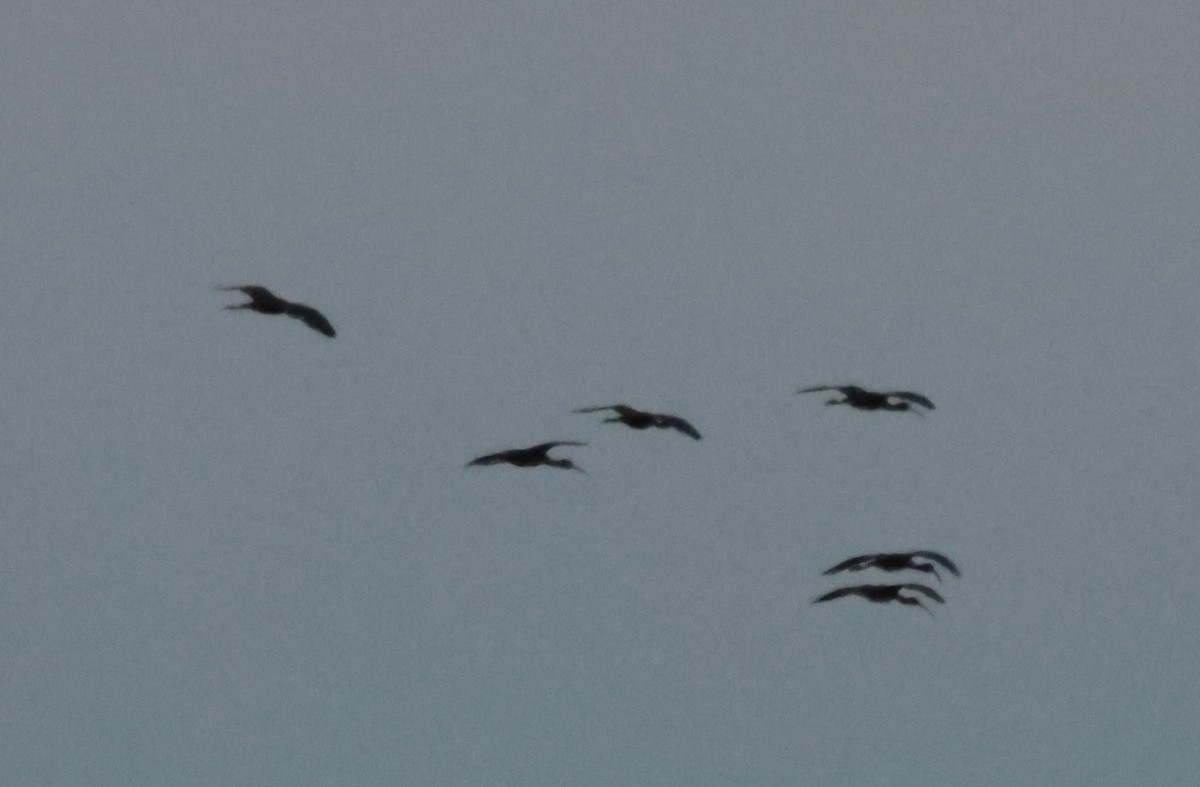 Glossy Ibis - ML659428009