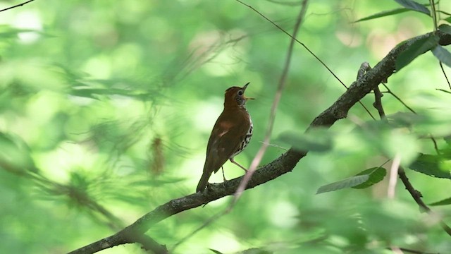 Wood Thrush - ML659428013