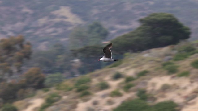 Heermann's Gull - ML659428020
