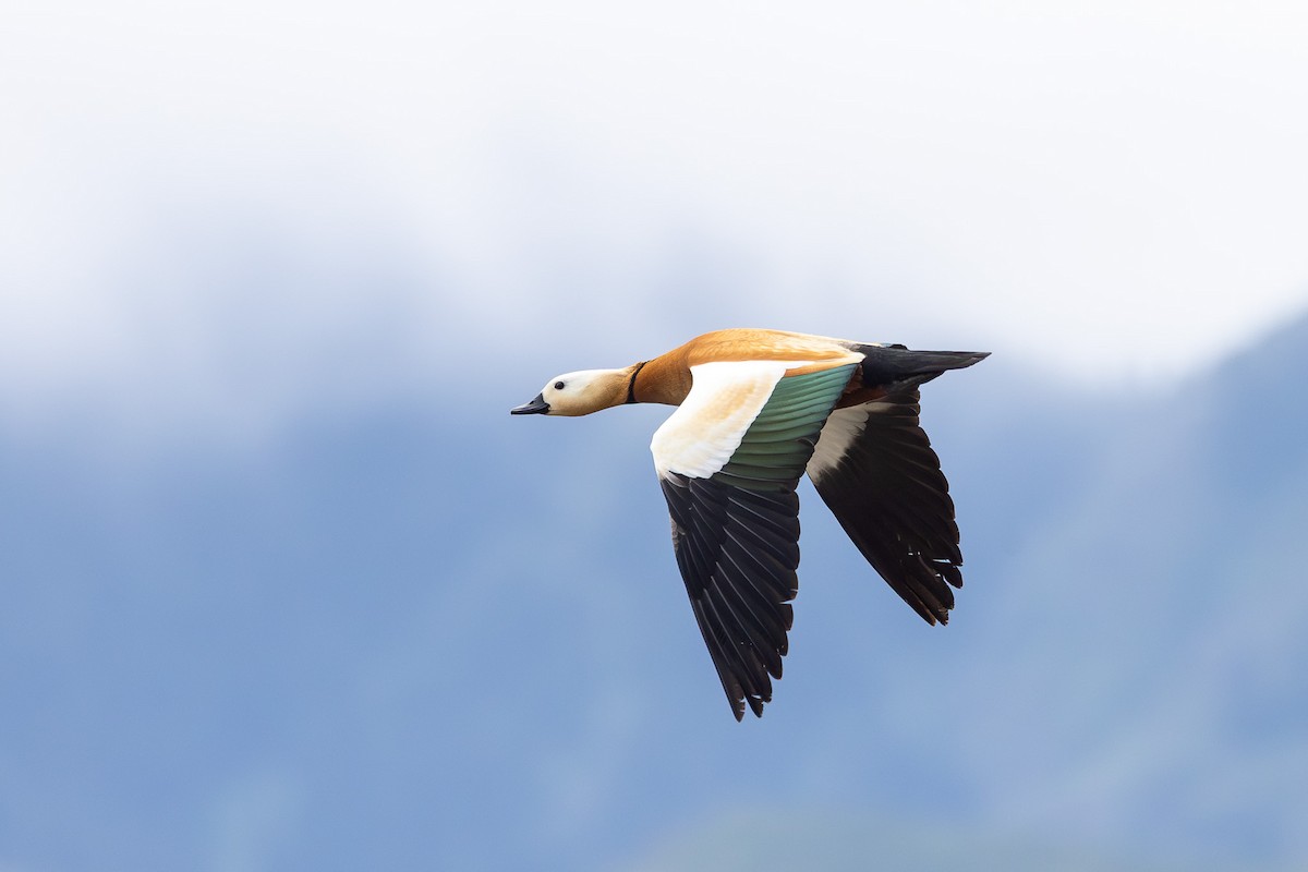Ruddy Shelduck - ML659428187