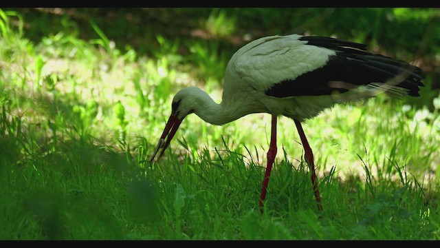 White Stork - ML659428213
