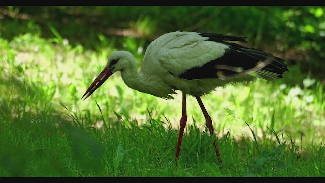 White Stork - ML659428214