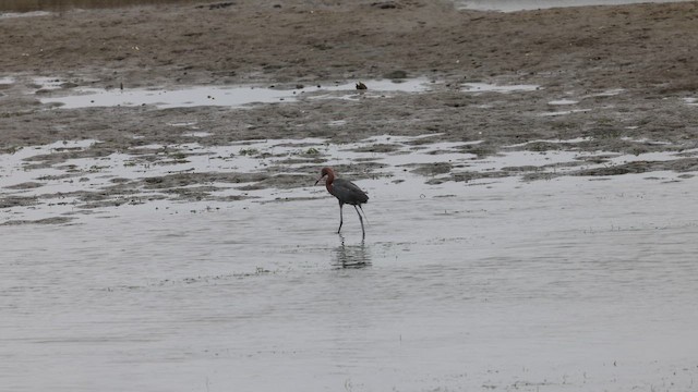 Reddish Egret - ML659428358