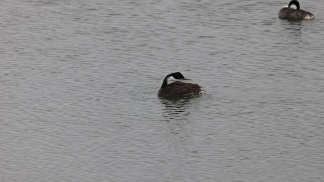 Western Grebe - ML659428361